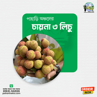 Pahari Licu |China -3| পাহাড়ি লিচু | - Pahar Theke