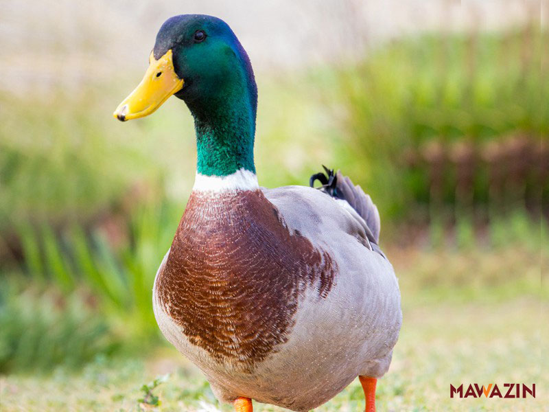 পাহাড়ি হাঁস।