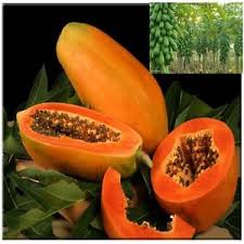পেঁপে Papaya নিয়ে মজার উপকথা !!